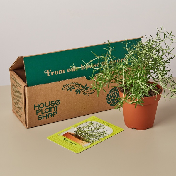 House Plant Box Healthy Houseplants Delivered Monthly Cratejoy